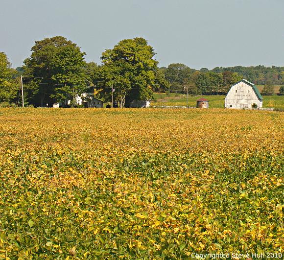 Bean field with a barn